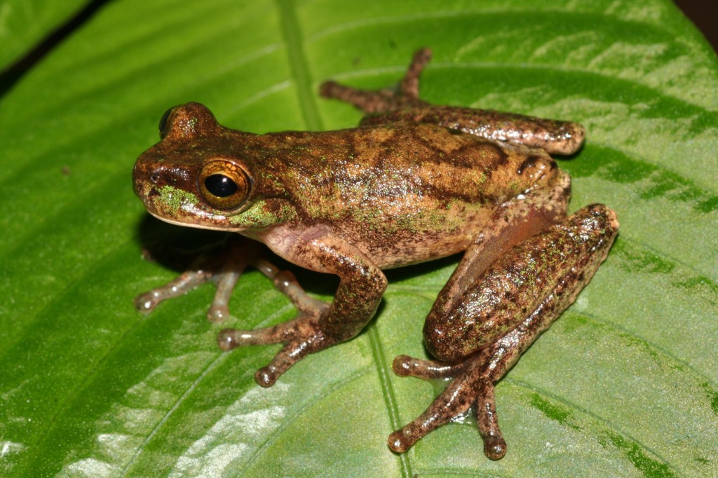 Endangered Frog Reappears in a New Costa Rica Environment The Costa