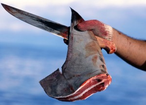shark-finning-in-costa-rica