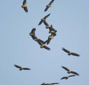 vultures