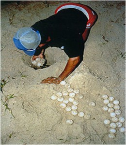 turtle egg poaching costa rica 1