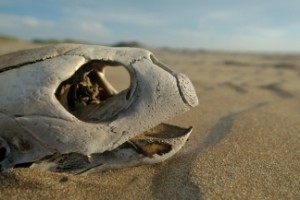 turtle egg poaching costa rica