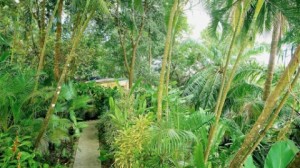 hotel mono azul manuel antonio costa rica 2