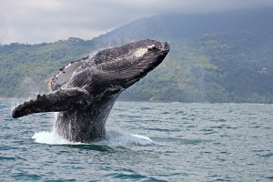 whale watching costa rica