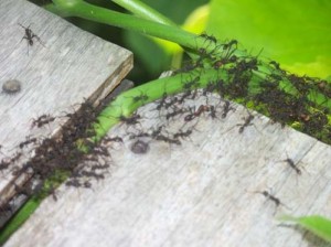 costa rica ants