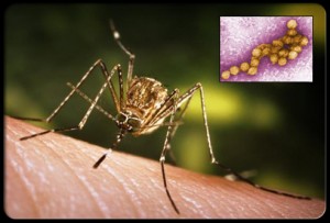 dengue fever costa rica epidemic