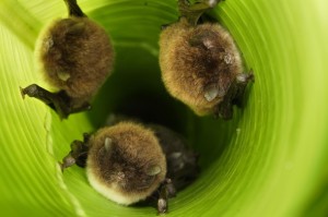 Spixs-disc-winged-bat costa rica
