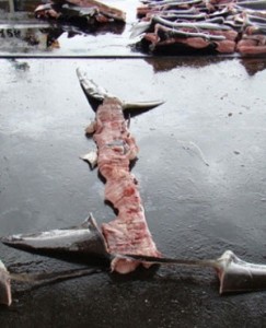 Shark Guardian 2013 chinchilla 2