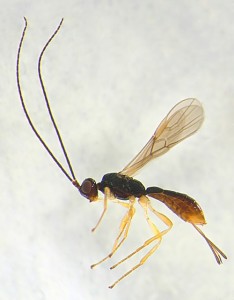 costa rica wasps