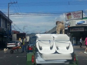 How to Teach a Dog Balance