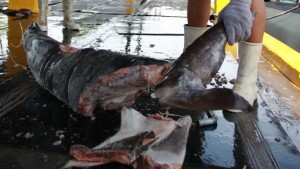 shark finning costa rica
