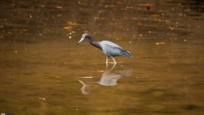 Blue Heron Scott Alexander