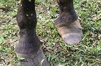 Costa Rica poor footcare