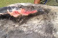 Costa Rica rub wound