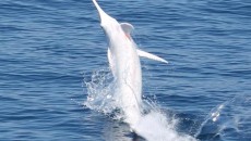 albino blue marlin costa rica