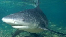 bull shark costa rica