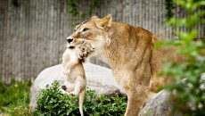copenhagen zoo kills lions 1