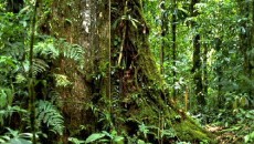 costa rica carbon credit market