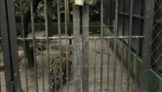 costa rica zoos closing 1