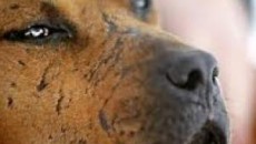 dog fighting costa rica crime