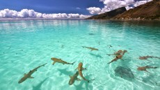 island surrounded by sharks
