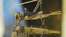 japaneese art costa rica