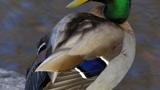 mallard duck