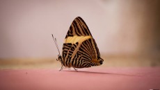 scott alexander costa rica butterfly