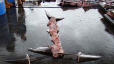 shark finning costa rica 1