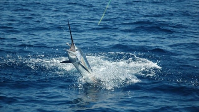world fishing championships costa rica