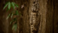 jaco petrogyphs scott alexander