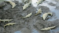 man eaten by crocodiles in costa rica