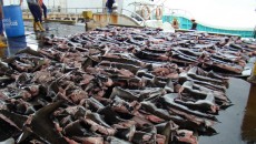 shark finning costa rica 1