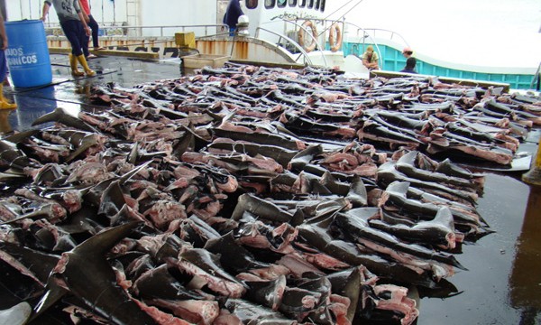 shark finning costa rica 1