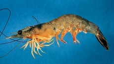 shrimp firm costa rica 1