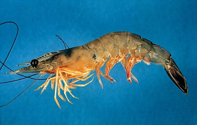 shrimp firm costa rica 1