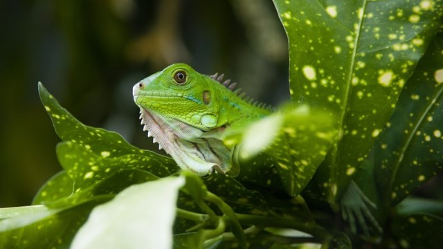 Green Iguana Costa Rica