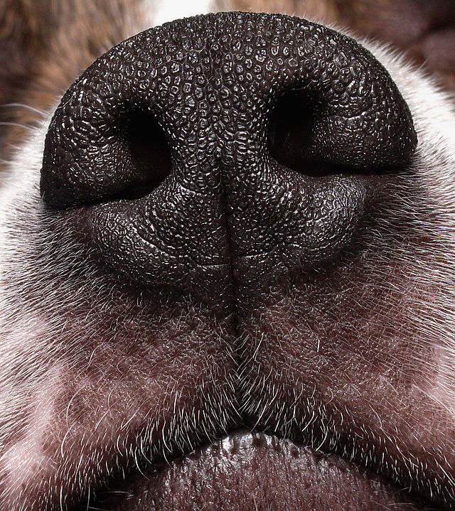 cancer sniffing dog 1