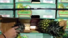 costa rica drug trafficking pineapples