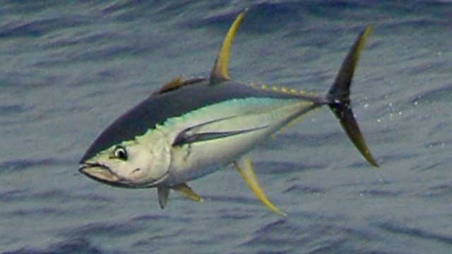yellow fin tuna