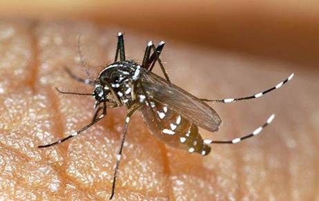 dengue fever mosquito costa rica 1