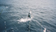 costa rica fishing license online