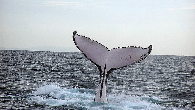costa rica whale watching