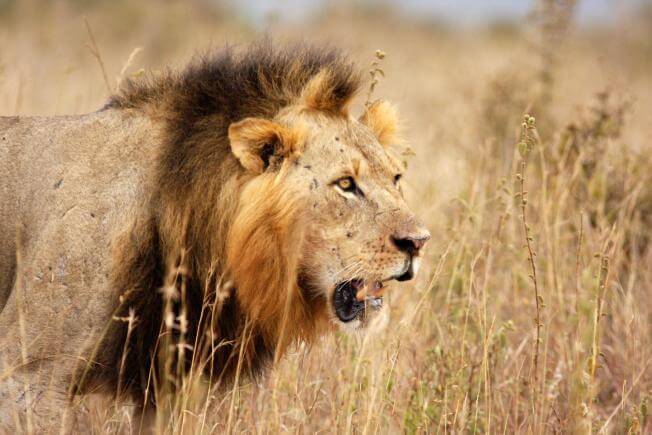 Who Owns African Lions? – The Costa Rican Times