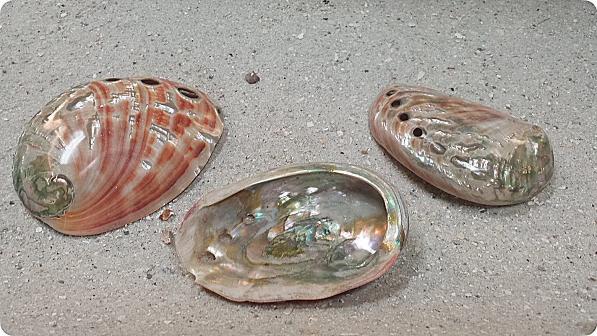 The Mystic Power of Seashells in Ancient & Modern History