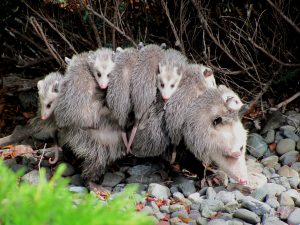 Amazon Opossums scaled