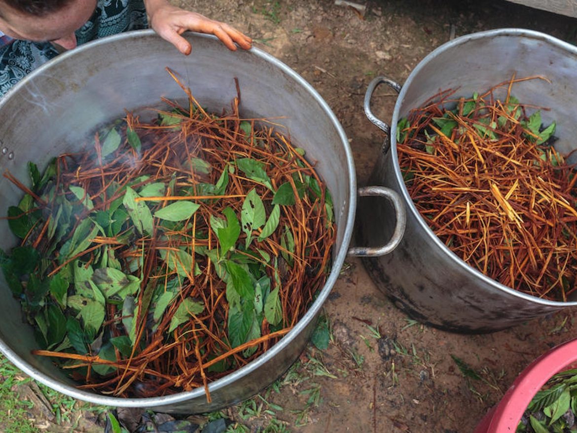 The Spiritual Drink Ayahuasca in Costa Rica