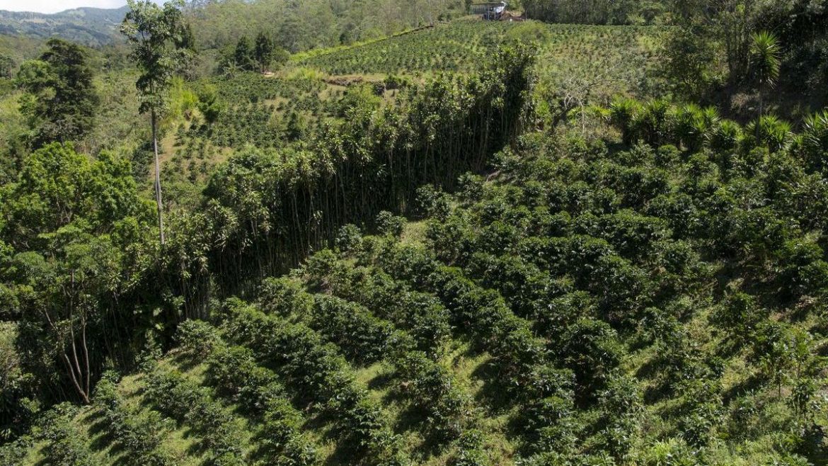 From Finance to Coffee Fields: A Hungarian Entrepreneur’s Journey in Costa Rican Highlands