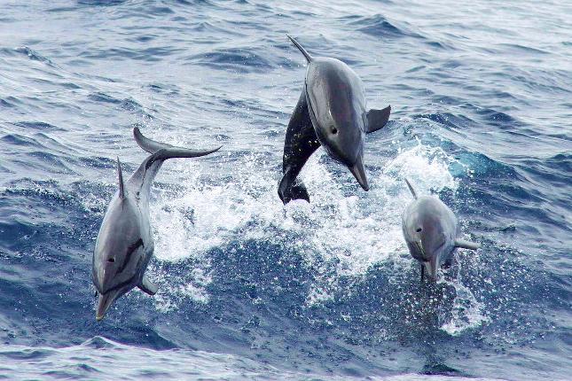 Bottlenose dolphins costa rica