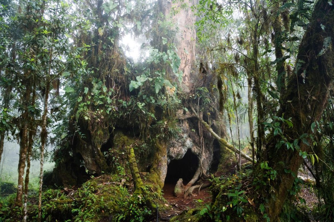 Exploring the Mystical Guardians of Cerro de la Muerte: The Enigmatic Nímbulos of Costa Rica