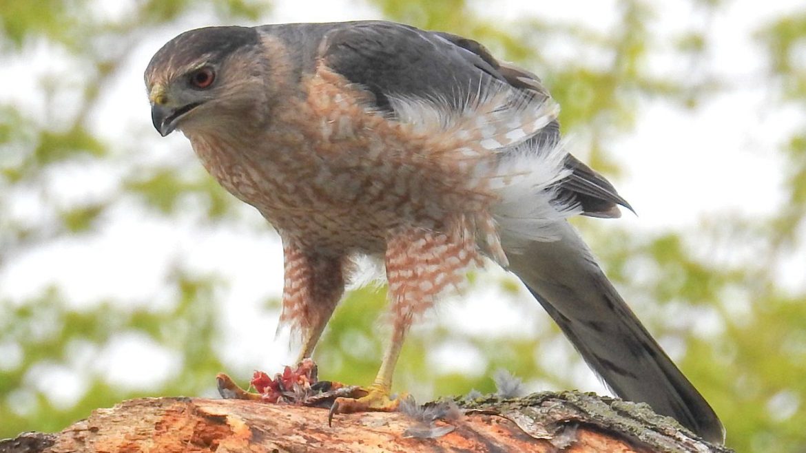 The Signs and Teachings of Hawks